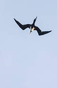 Lesser Frigatebird