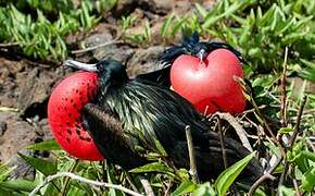 Great Frigatebird