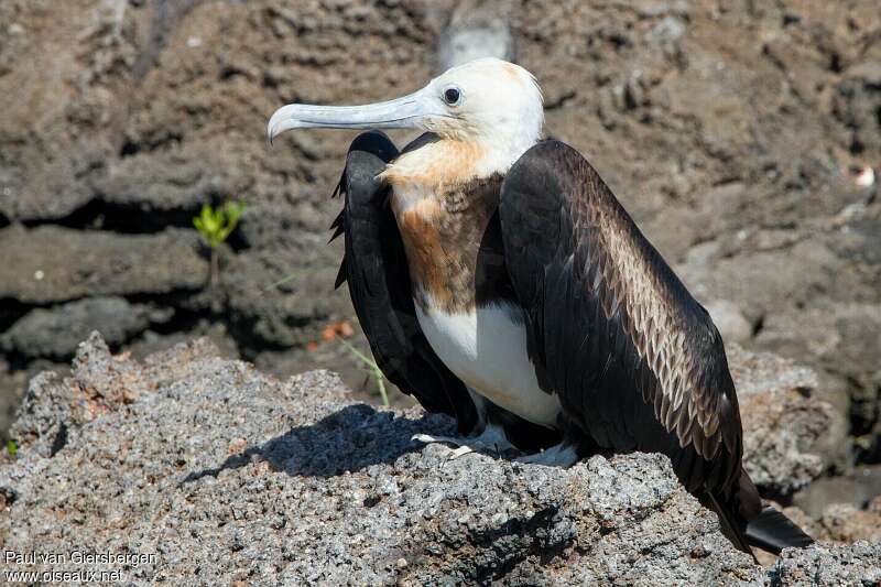 Great Frigatebirdjuvenile, identification