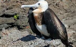 Great Frigatebird