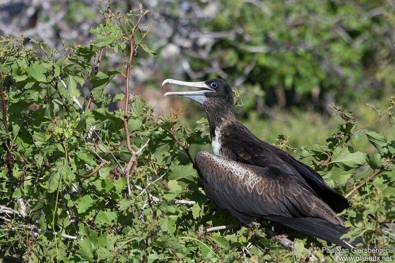 Magnificent Frigatebird