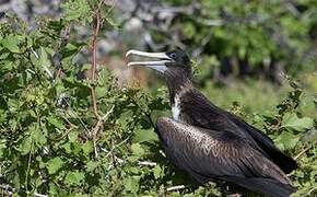 Magnificent Frigatebird