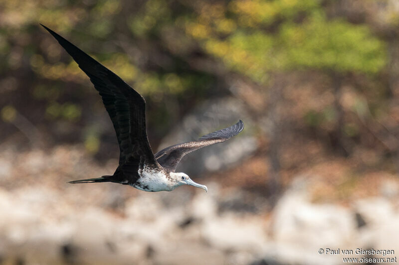 Magnificent Frigatebird