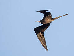 Magnificent Frigatebird