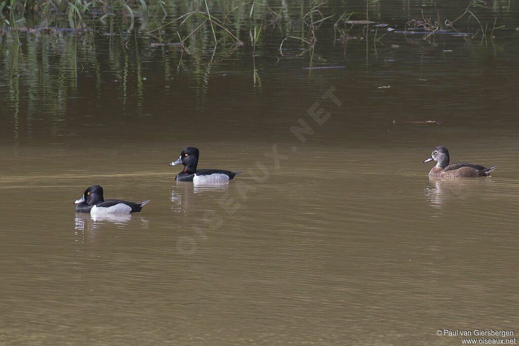 Ring-necked Duckadult