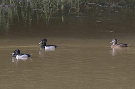 Ring-necked Duck