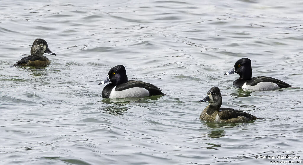 Ring-necked Duckadult