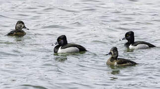 Ring-necked Duck