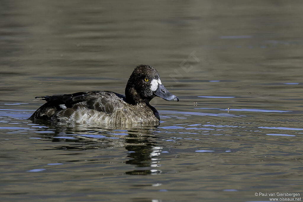 Fuligule à tête noire femelle adulte