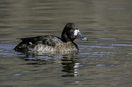 Lesser Scaup