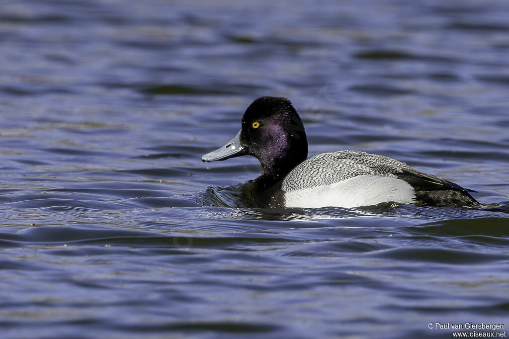 Lesser Scaup male adult