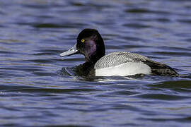 Lesser Scaup