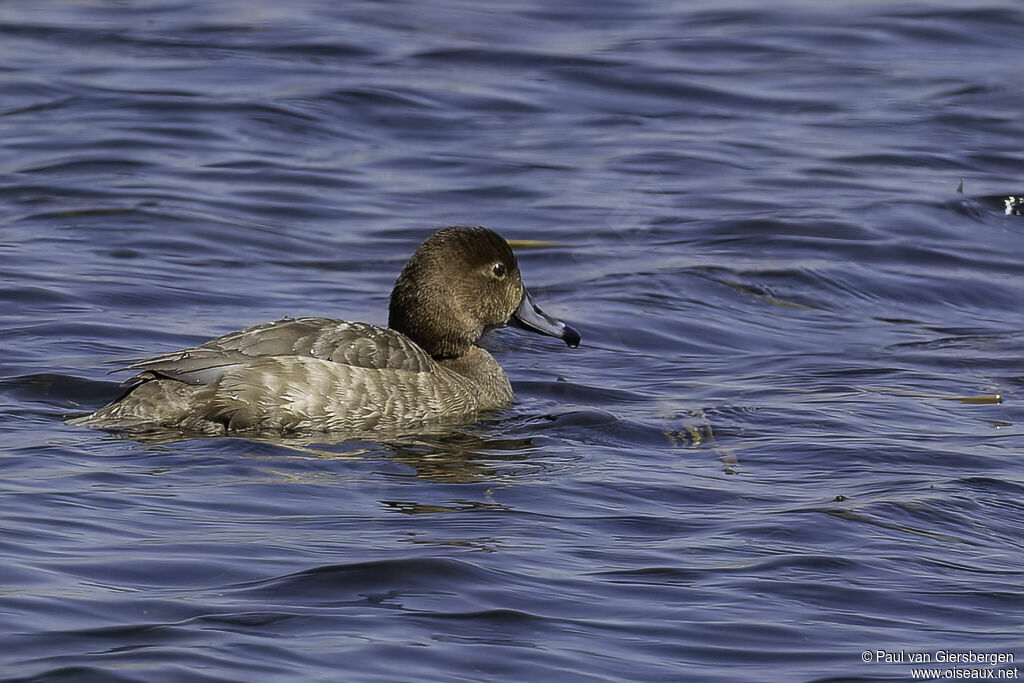 Redhead female adult