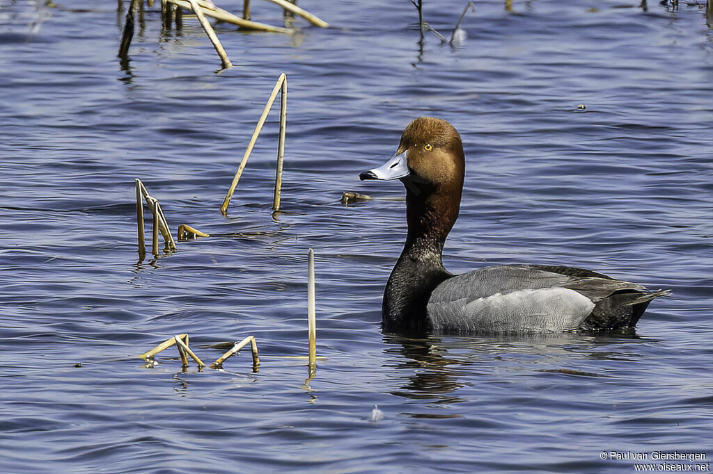 Redhead male adult