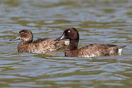 Madagascan Pochard