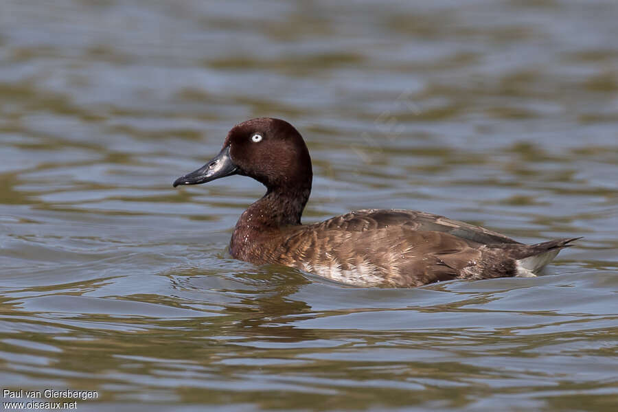 Madagascan Pochard male adult, identification