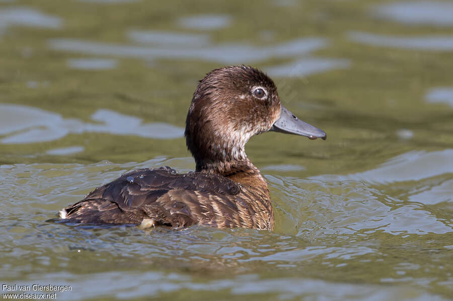 Madagascan Pochard female adult, identification