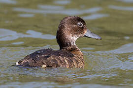 Madagascan Pochard