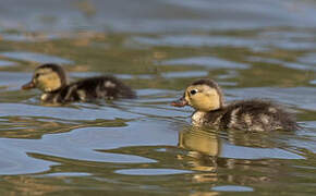 Madagascar Pochard