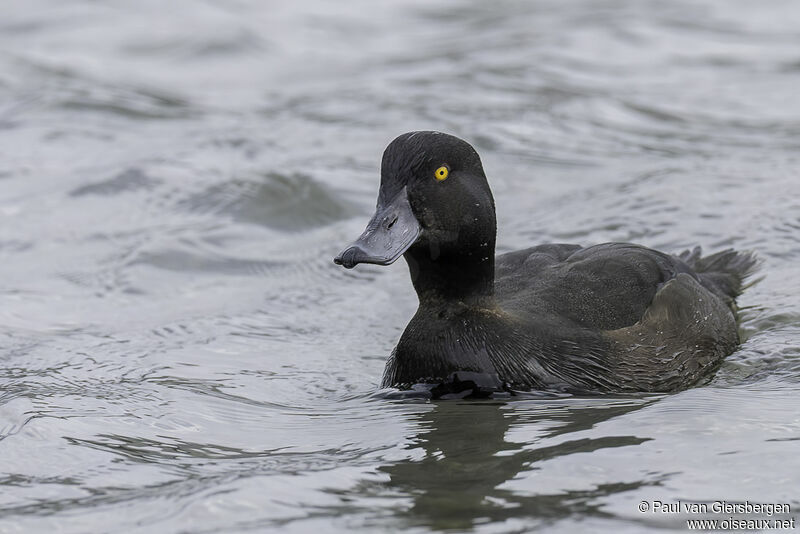 New Zealand Scaup male adult
