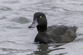 New Zealand Scaup