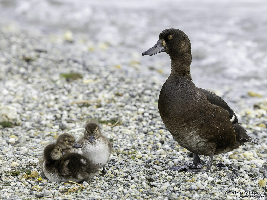 Fuligule de Nouvelle-Zélande femelle adulte