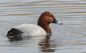 Common Pochard