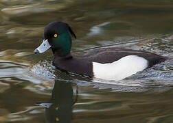 Tufted Duck