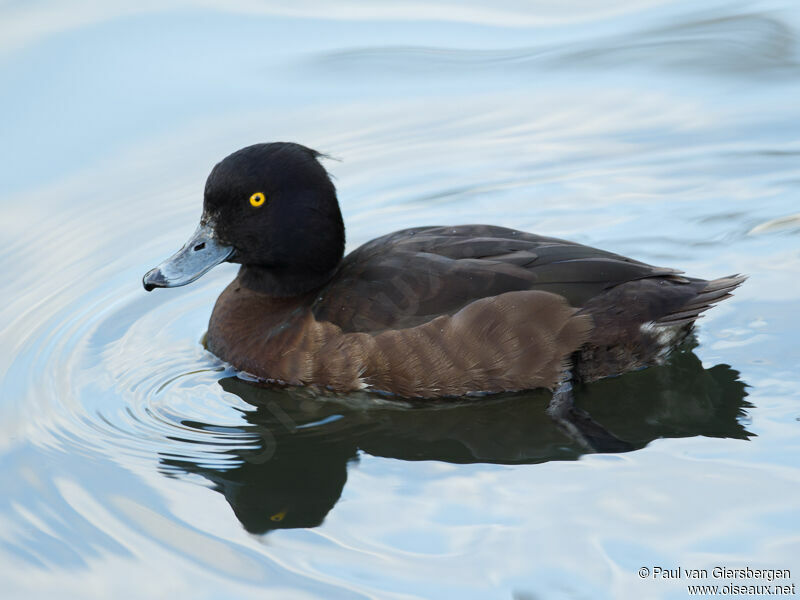 Tufted Duck