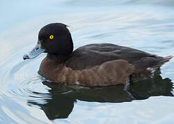 Tufted Duck