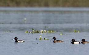 Tufted Duck