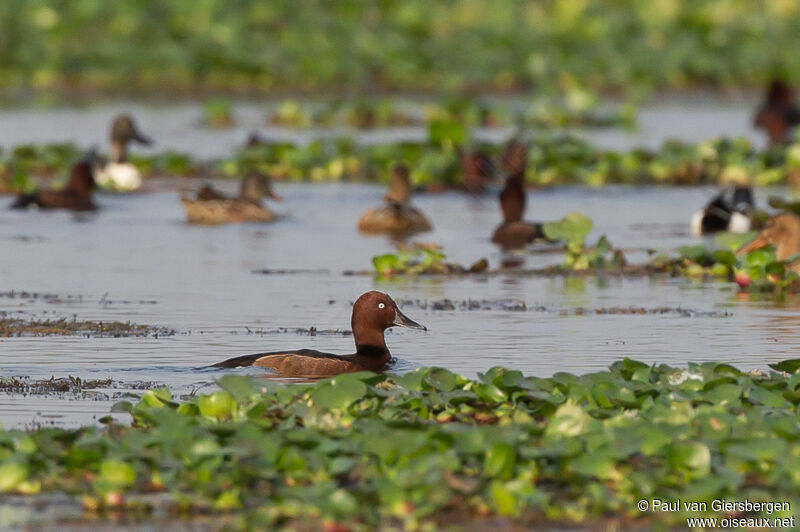 Ferruginous Duck