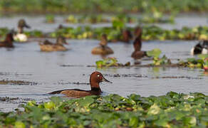 Ferruginous Duck