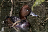 Fuligule nyroca
