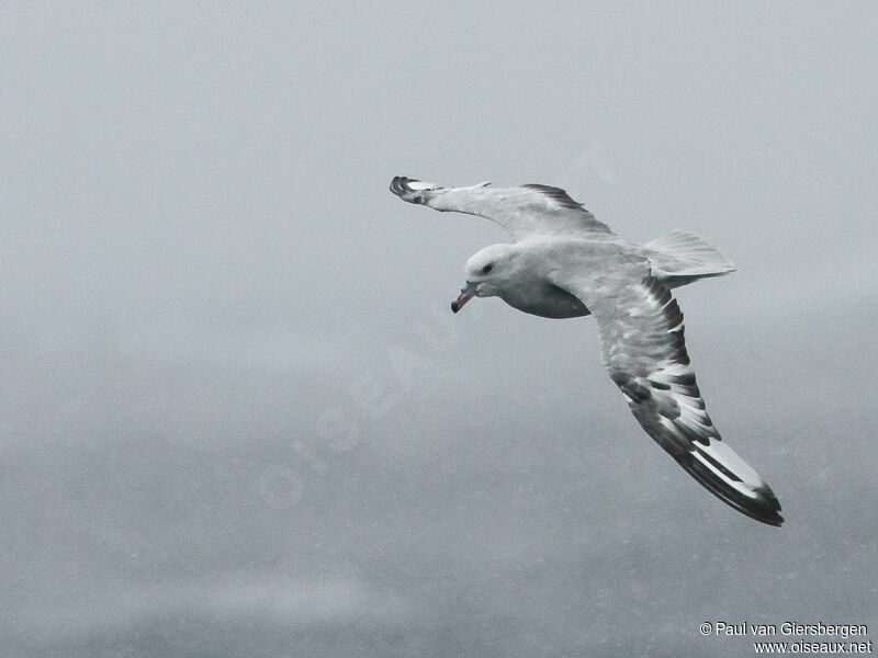 Fulmar argenté