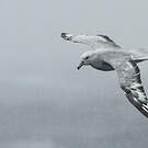 Fulmar argenté