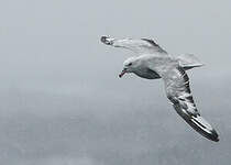 Fulmar argenté