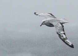 Fulmar argenté