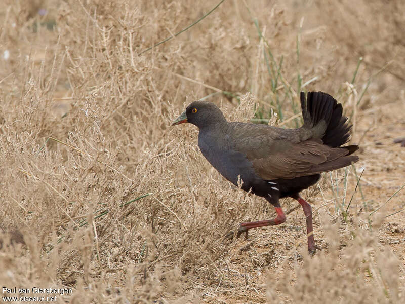 Black-tailed Nativehenadult, Behaviour