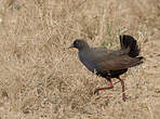 Gallinule aborigène