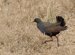 Black-tailed Nativehen