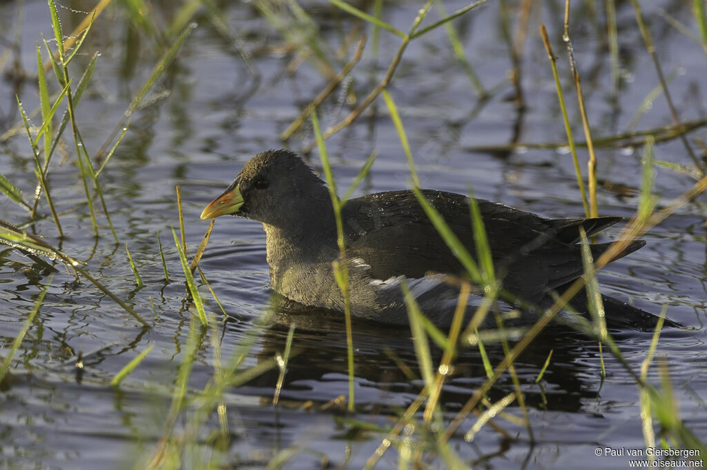 Gallinule africaineadulte