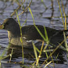 Gallinule africaine