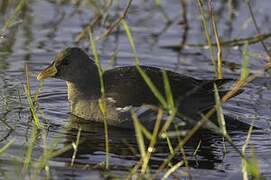 Lesser Moorhen