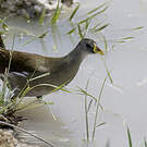 Gallinule africaine