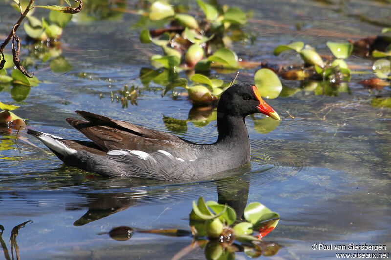 Gallinule d'Amérique
