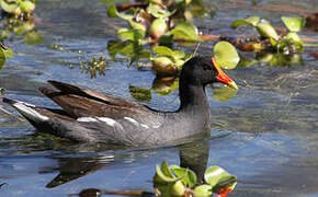 Gallinule d'Amérique