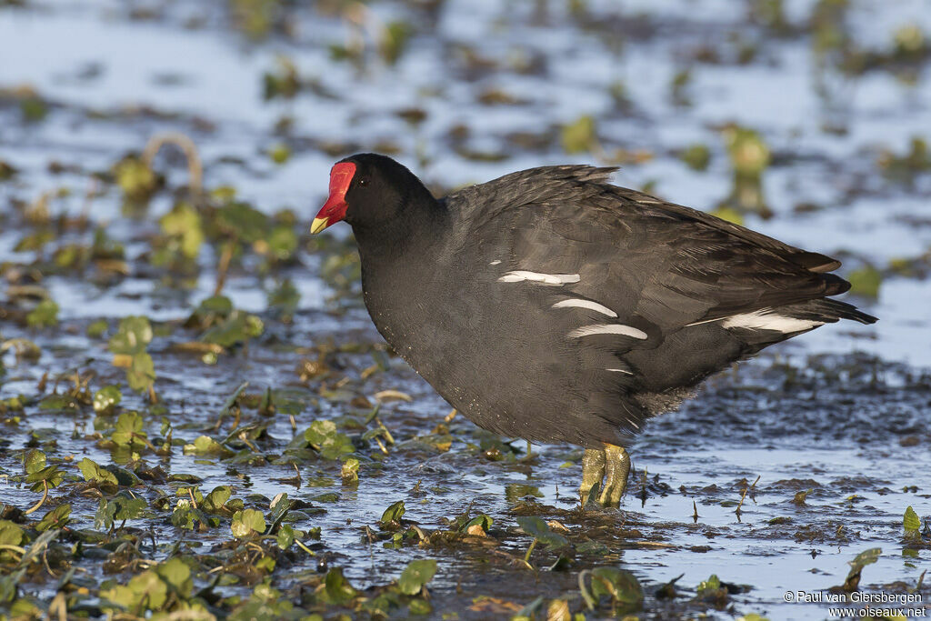 Gallinule d'Amériqueadulte