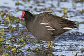 Gallinule d'Amérique