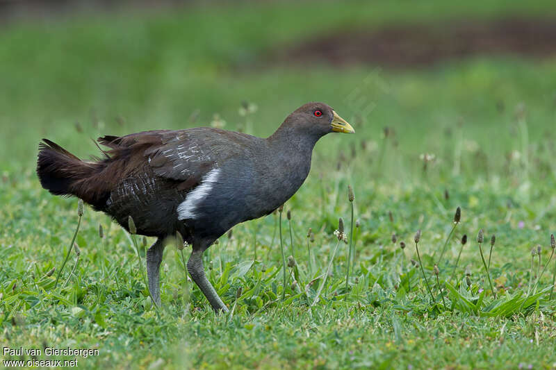 Gallinule de Tasmanieadulte, identification